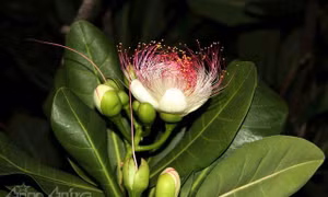 Hoa bàng vuông kiêu hãnh Trường Sa