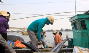  Việt Nam luôn tôn trọng các quyền và tự do cơ bản