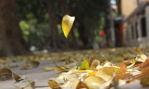 Tản mạn mùa thi