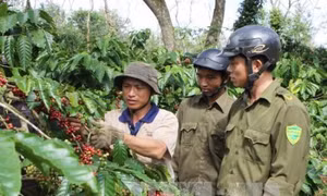 Bảo vệ cà phê chín rộ mới thu hoạch đại trà 