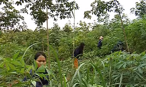 Tạo sinh kế gắn với định canh định cư 