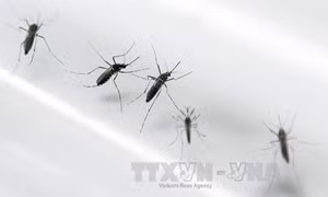 Việt Nam chưa ghi nhận ca mắc bệnh do vi rút Zika 