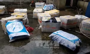 Phát hiện 600kg lợn sữa bốc mùi hôi thối, không giấy kiểm dịch