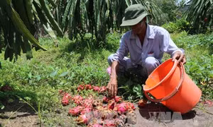 Khuyến cáo nông dân không trồng thanh long ồ ạt 