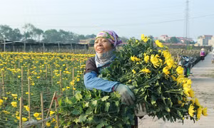 Làng hoa Tết bận rộn vào vụ