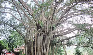 Bảo vật vùng biên