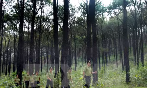 Làm rõ trách nhiệm ở các địa phương có diện tích rừng tự nhiên giảm