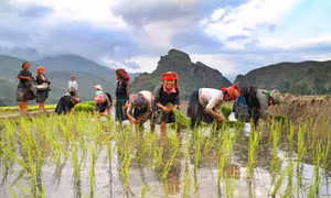 Ký ức mùa cấy