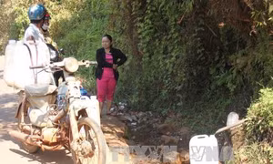 Đồng Nai: Thêm một cá thể bò tót chết trong khu bảo tồn 