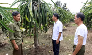 Người thương binh làm giàu từ cây thanh long