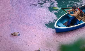 Đắm say mùa hoa anh đào Nhật Bản