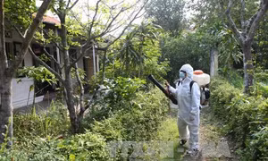 Khuyến cáo người dân chủ động phòng chống Zika 