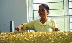 Nghệ nhân Phan Thị Thuận: Gìn giữ và phát triển nghề nuôi tằm truyền thống