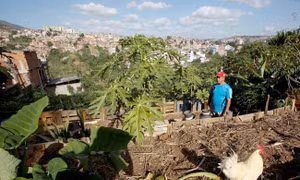 Mơn mởn chiến dịch làm nông thành thị tại Venezuela