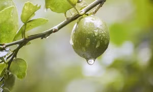 Mưa lớn giải nhiệt cho Long An