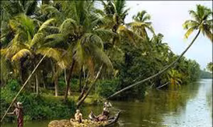 Bóng dừa quê hương