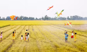 Ký ức cánh đồng