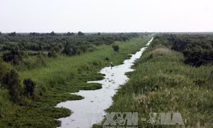Kiên Giang phát triển rừng đa chức năng 