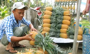 Đưa thương hiệu dứa Tắc Cậu vang xa