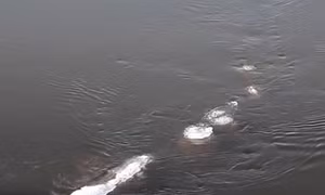 Bất ngờ với clip nghi quái vật hồ Loch Ness “di cư” đến Alaska