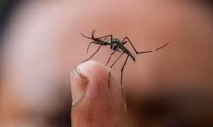 Việt Nam phát hiện 2 trường hợp đầu tiên nhiễm Zika 