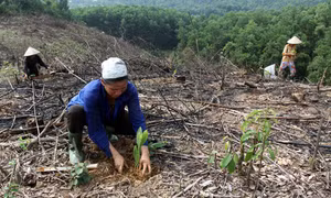 Gỡ khó trong sắp xếp lại nông lâm trường