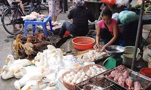 Nguy cơ cúm gia cầm lây nhiễm sang người rất cao