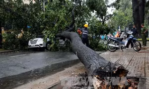 TP.HCM tiếp tục mưa lớn, nhiều cây xanh gãy đổ