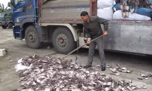 Bắt hơn 21 tấn mực khô bốc mùi hôi thối từ Quảng Ngãi