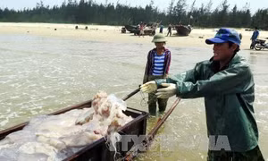 Sự cố môi trường biển tại miền Trung được tích cực giải quyết 