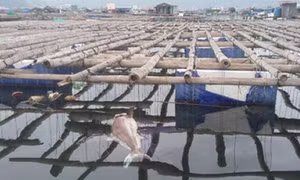 Nguyên nhân cá chết ở vịnh Bái Tử Long là do thời tiết