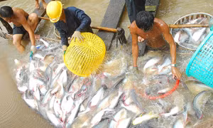 Hậu Giang: Nhiều hộ nuôi cá tra "treo ao"