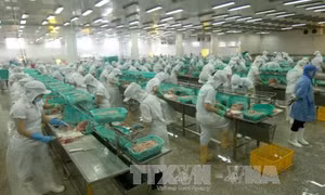 Việt Nam, nền kinh tế mới nổi tăng trưởng nhanh