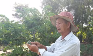 Mất mùa mãng cầu phục vụ Tết Nguyên đán