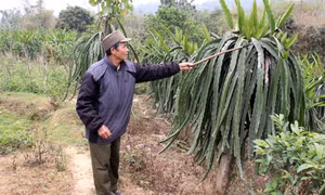 Cựu chiến binh làm kinh tế giỏi