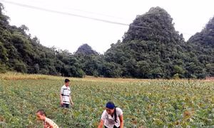 Cây sắn thừa đầu ra, thiếu đầu vào
