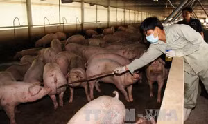 Phát hiện hành vi mới tuồn chất cấm vào chăn nuôi 