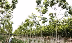 Nông dân thanh lý vườn cao su kém hiệu quả