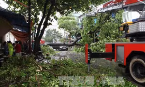 Hà Nội lý giải nguyên nhân cây gãy đổ hàng loạt trong bão số 1