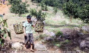 Cam Hương Khê mất mùa sau lũ