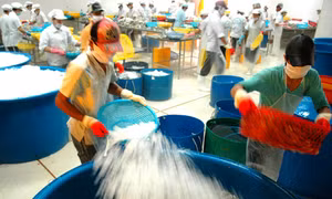 Doanh nghiệp thủy sản chưa mặn mà với VietGap 