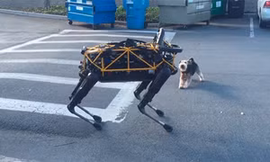 Cuộc đối đầu "không khoan nhượng" giữa chó robot và chó nhà