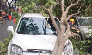 Cây xanh đè bẹp 2 xe ô tô giữa trung tâm Sài Gòn