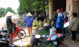 Doanh nghiệp chế biến nông sản Bắc Giang khát... nguyên liệu