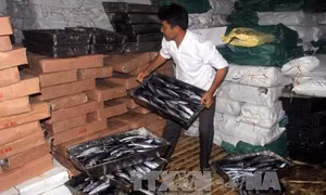Tìm hướng giải quyết 30 tấn cá nục nhiễm Phenol