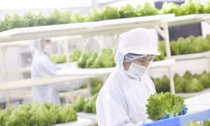 Nông trại hoàn toàn tự động hóa đầu tiên trên thế giới