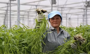 Giúp nhà nông tiêu thụ sản phẩm