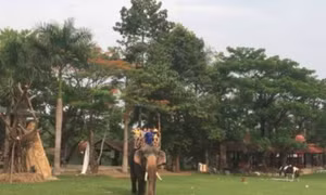 Lần đầu tiên, voi nuôi trong môi trường bán hoang dã mang thai 