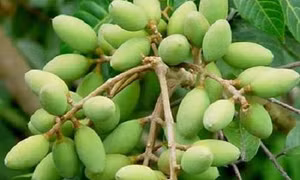 Nhớ hoài hương vị cà na