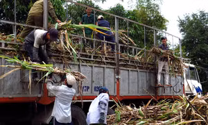 Lo thiếu nguyên liệu vì hạn, mặn 